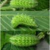 sat w-album larva4 volg1